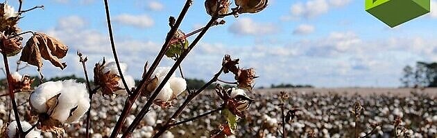 Black Students Allegedly Forced To Pick Cotton, Wear Shackles In A Lesson On Slavery